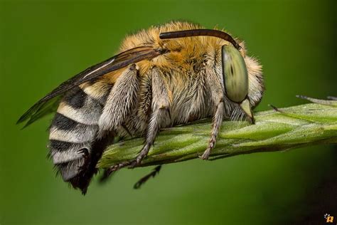 Long-horned bee by Rinaldo Macrolife - Photo 186999417 / 500px | Insect ...