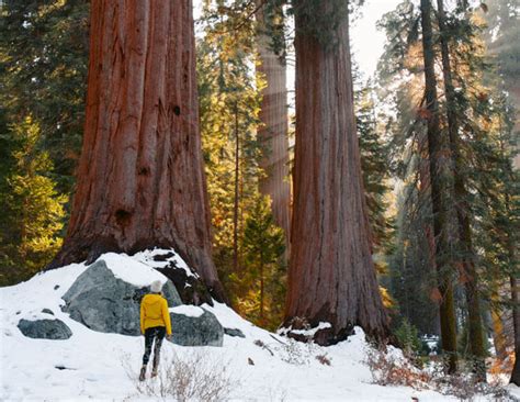 Guide To Visiting Sequoia National Park In The Winter