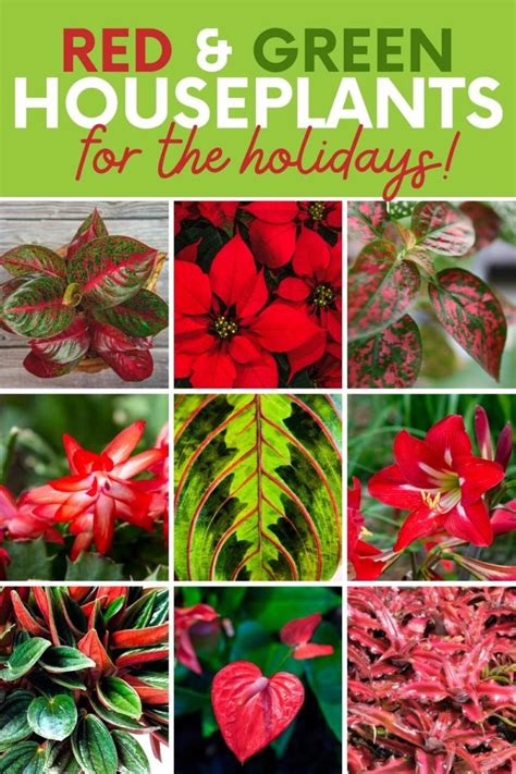 18 Red and Green Leaf Plant Suggestions For Holiday Spirit - Growfully