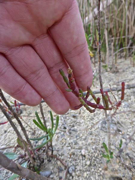 American Glasswort | Project Noah