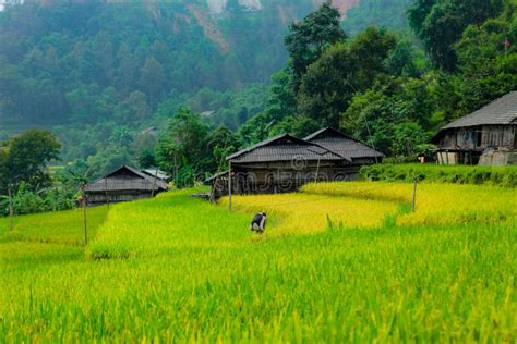 HA GIANG, VIETNAM - OCTOBER 6, 2018: Rice Fields on Terraced of Hoang Su Phi, Ha Giang, Vietnam ...