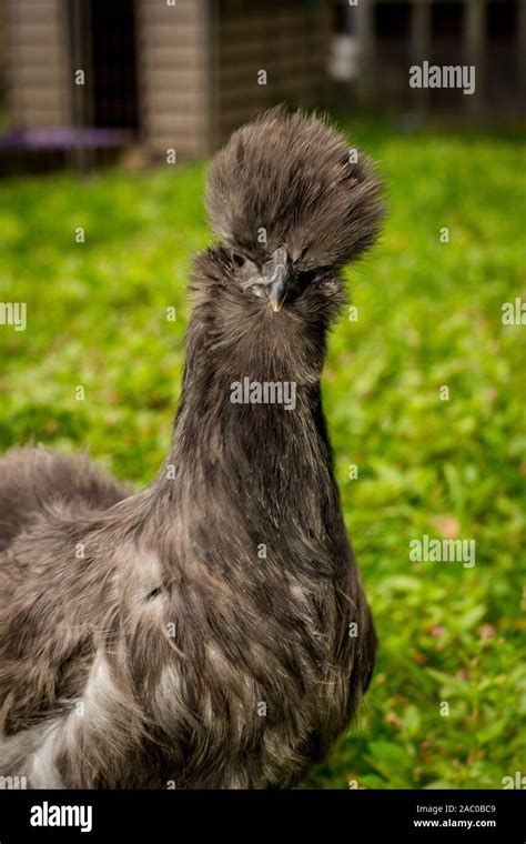 Fluffy blue silkie farm chicken hen exploring the yard Stock Photo - Alamy