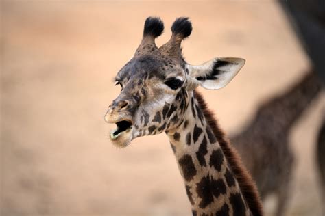 Baby Giraffe Open Mouth Free Stock Photo - Public Domain Pictures