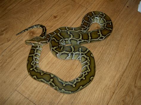 Python molurus bivittatus.