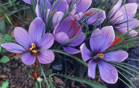 Crocus Sativus | Florissa | Flowers, Roses, Fruits and VeggiesFlorissa ...