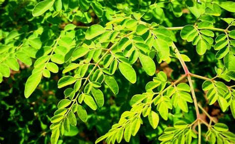 Africa: The Moringa Tree Enters the Arsenal of Treatments Against ...