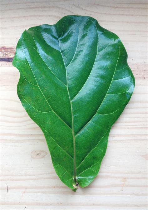 Pruning your Fiddle Leaf Fig - Deuce Cities Henhouse