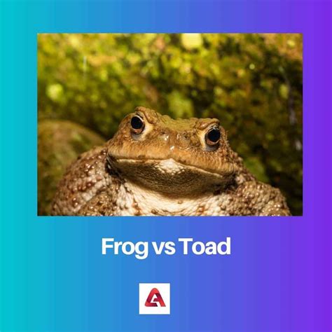 Frog vs Toad: Difference and Comparison