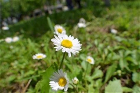 3 Ways to Help Control Grassy Weeds