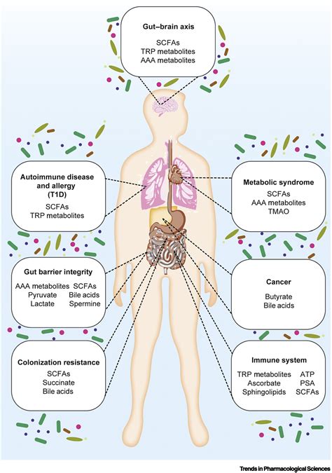 Deciphering the Chemical Lexicon of Host–Gut Microbiota Interactions ...