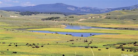 Hayden Valley | Introduction to Yellowstone