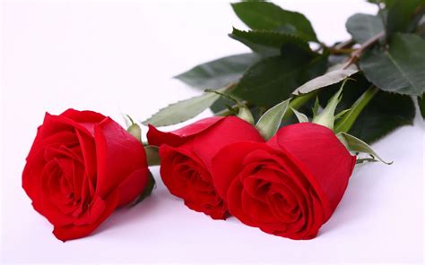 Wallpapers Of Red Roses - Wallpaper Cave