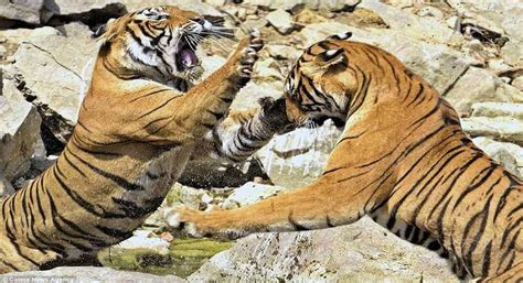 Tiger Brawl Over Waterhole in Ranthambore National Park