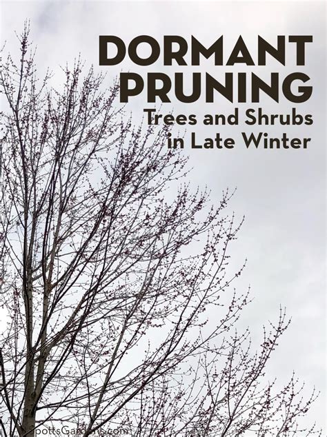 Dormant Pruning Trees and Shrubs in Late Winter