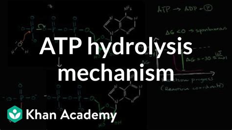 Hydrolysis Of Atp Mechanism