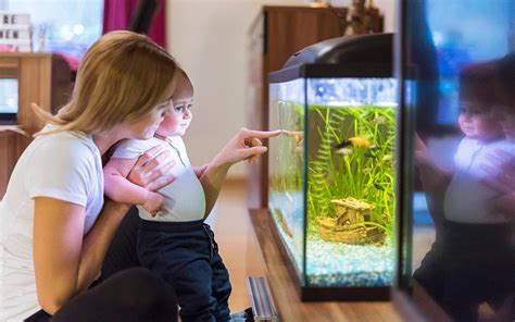 A beginner's guide to filling your first fish tank