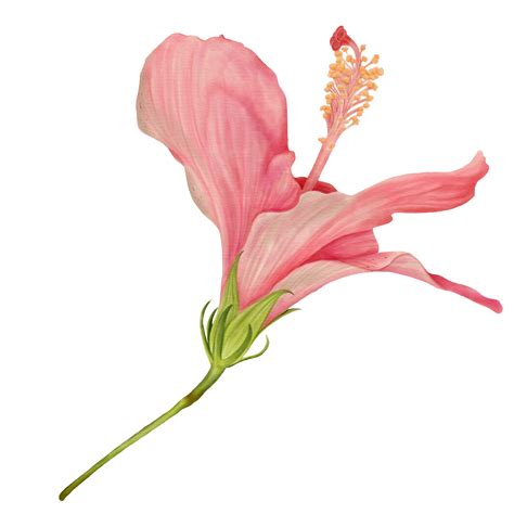 Pink Hibiscus Flowers, Side View, Watercolor 10989056 PNG