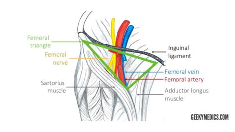 Arterial Supply of the Thigh and Gluteal Region | Geeky Medics