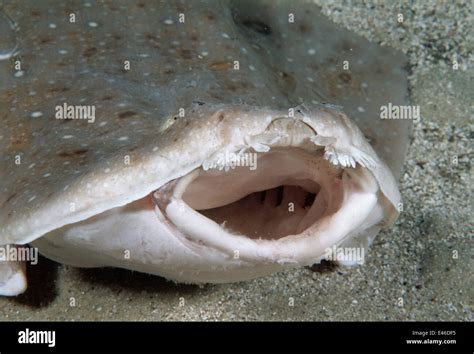 Eastern Angel Shark (Squatina albipunctata) in feeding and threat posture. Worlds first ...