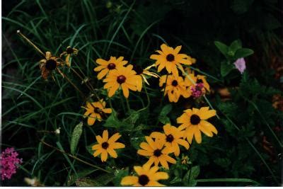 Native Kansas Prairie: KS Wild Flowers, Tall Grass, Konza Prairie, Irving Boyd Reserve ...