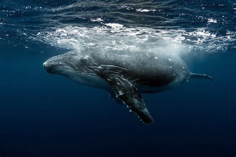 Soigneux suivant plume tonga wildlife Saga étiquette Consacrer