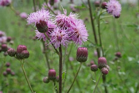 Cirsium arvense