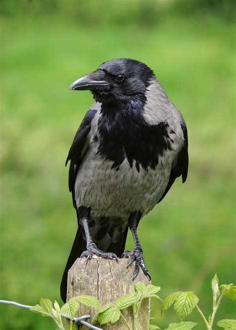 Hooded crow | David Genney | Flickr