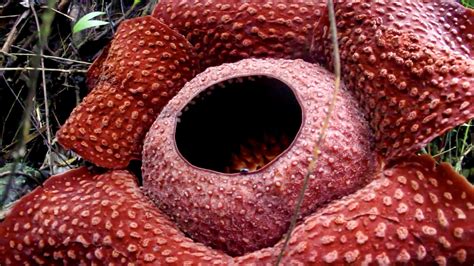 A rare Indonesian flower was spotted in glorious full bloom in Maninjau Reserve on July 23. The ...