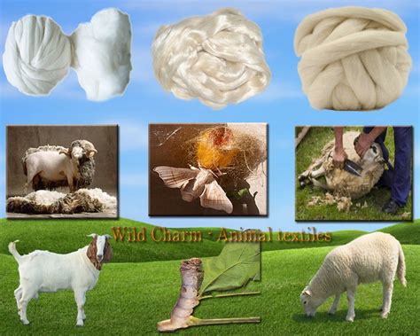 textile-natual-animal-fiber-fibre-wool-cashmere-sheep-goat-silk.jpg ...