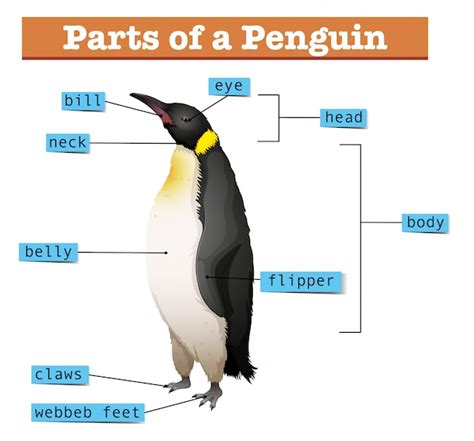 Free Vector | Diagram showing parts of penguin