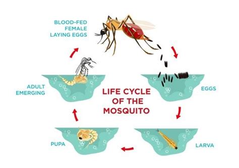 Mosquito Identification, Life Cycle & Anatomy - Types of Mosquitoes | Life cycles, Mosquito ...