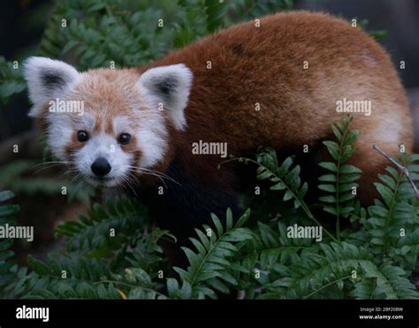 Ailuridae family hi-res stock photography and images - Alamy