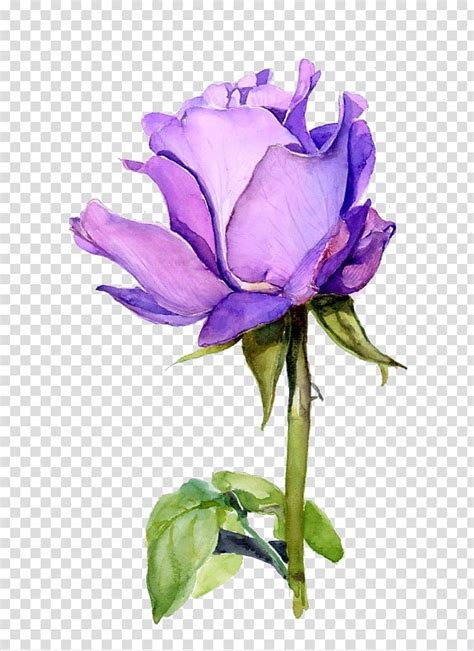 Purple rose flower illustration, Rose Flower Watercolor painting Purple, plant transparent ...