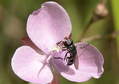 Native-bee-mimic Fly - Eumerus peltatus