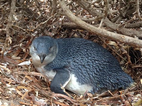 Penguins' calls are influenced by their habit | EurekAlert!