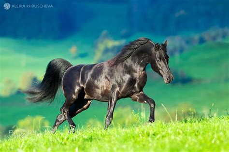 Beautiful black Arabian stallion running outdoor in summertime, Switzerland. | Black arabian ...