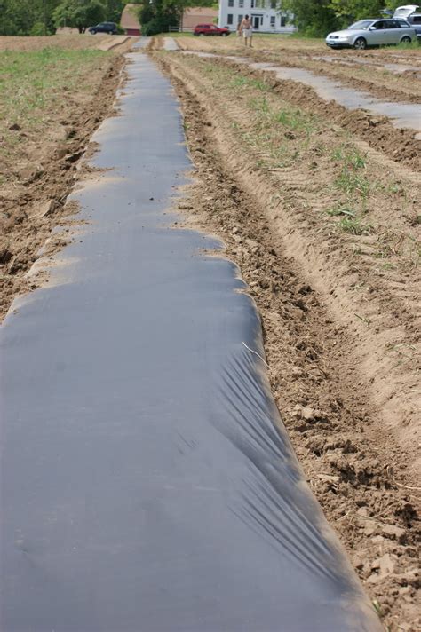 First Bloom Farm: Plastic mulch for annual crops!