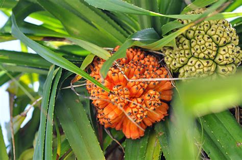 Best Papua New Guinea Food Stock Photos, Pictures & Royalty-Free Images - iStock