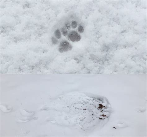 How To Find Animal Tracks