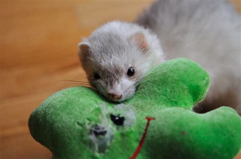 Ferret Toy Enrichment | Ferret Toys