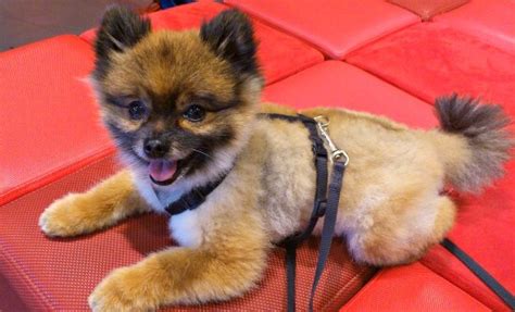 Pomeranian Care - New Owner's Guide