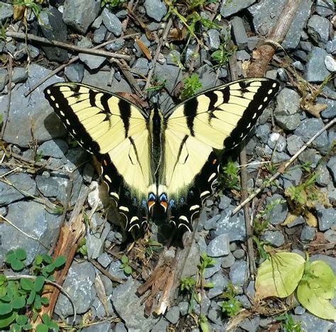 a yellow and black butterfly sitting on some rocks