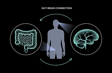 Microbiota Gut-Brain Axis/Diet-Mental Health Relationship (MGBA-DMHR ...