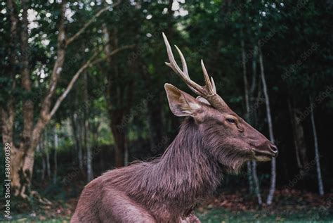 Sambar deer Stock Photo | Adobe Stock