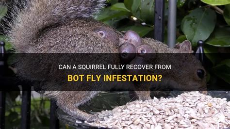 Can A Squirrel Fully Recover From Bot Fly Infestation? | PetShun