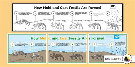 How Mold and Cast Fossils are Made | Poster | Twinkl USA