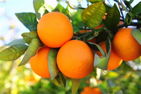 European Orange Crop to Decline - Citrus Industry Magazine