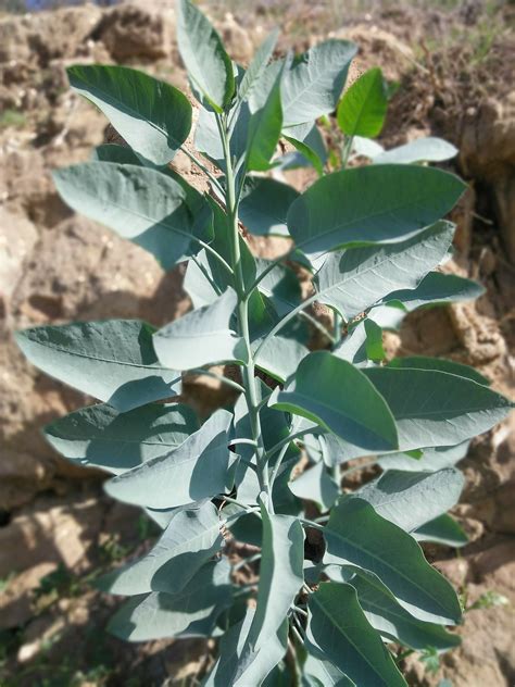 tobacco tree 1 IMG_20180206_105716_0 – I Love Griffith Park