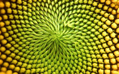 Fibonacci Sequence In Nature Wallpaper