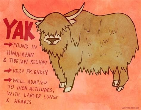 357: Yak | Yak, Animal facts, Animals information